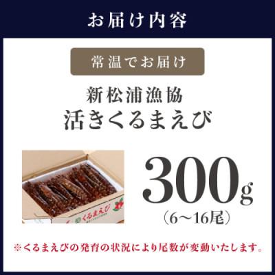 ふるさと納税 松浦市 新松浦漁協 活きくるまえび　300g |  | 03