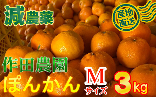 
【秀品】作田農園直送！ポンカンＭサイズ３ｋｇ _ 減農薬 有機肥料 ポンカン ぽんかん くだもの 果物 フルーツ 柑橘 かんきつ みかん ミカン 人気
