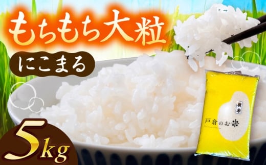 米 ＼10月より順発送／【 令和7年度産 新米 】 にこまる 白米 5kg お米 精米 ご飯 米 お米 5kg 5キロ 白米 精米 新米 コメ ご飯 ごはん 愛知県産 国産 県産米 国産米 産地直送 令和7年 特別栽培米 愛西市 / 株式会社戸倉トラクター [AECS055]