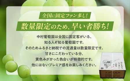 【2025年発送】シャインマスカット 3kg 3房～6房 先行予約 産地直送 フルーツ 果物 ぶどう 葡萄 人気シャインマスカット 美味しいシャインマスカット 山梨シャインマスカット 甲斐市シャインマ
