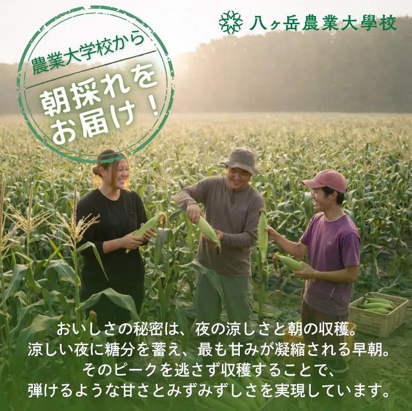 【訳あり】朝採れ 直送 フルーツのような甘さ『皮付き』生とうもろこし 10本【2026年8月上旬～発送】| 八ヶ岳農業大学校
