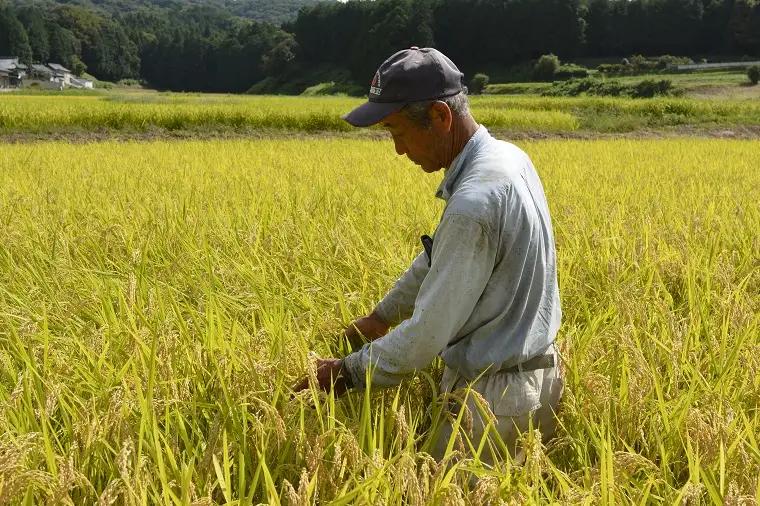 ＼先行予約・11月より順次発送・令和8年産／★令和8年産★ とちぎの星　白米5kg (AU023-ss-11)