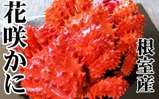 D-70046【年内配送可】 【北海道根室産】花咲かに500～650g×6尾