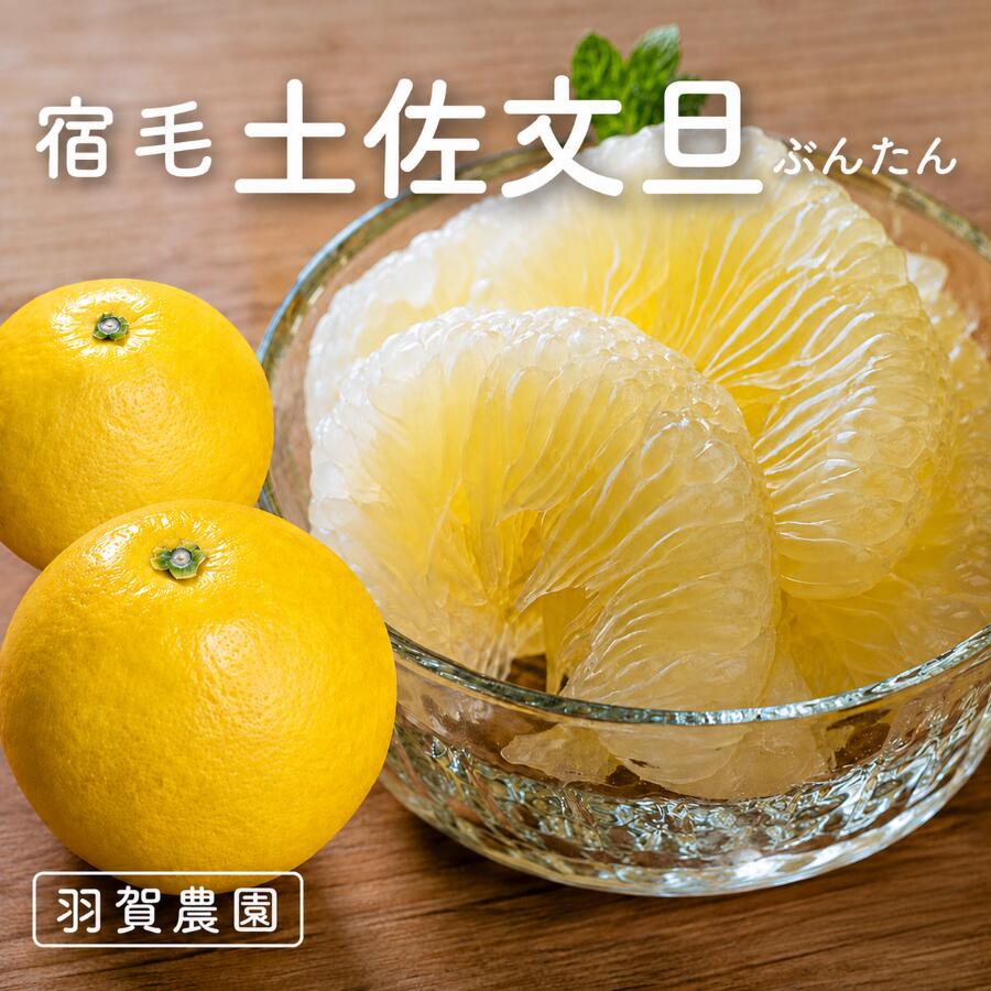 【ふるさと納税】 羽賀農園 土佐文旦 家庭用 10kg 通常サイズ 小玉サイズ 柑橘 果物 フルーツ 特産品 文旦 ぶんたん ブンタン 高知県 返礼品 旬 季節 贈答用 ギフト 贈り物 果汁 甘酸っぱい ビタミンC 食物繊維 健康 美容 産地直送 新鮮 宿毛市 高知県 10000円