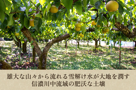 【2024年先行予約】新潟県産 和梨 幸水 10Kg（20～32玉） 《8月中旬以降発送》こうすい 果物 フルーツギフト 秋の味覚 加茂市 梨工房みつば会 梨 梨 梨 梨 梨