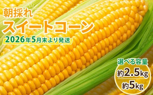 
                   ＜選べる容量＞【先行予約】朝採れ スイートコーン 約2.5kg（5～6本入り）/約5kg（10～12本入り）2026年5月末より発送
                