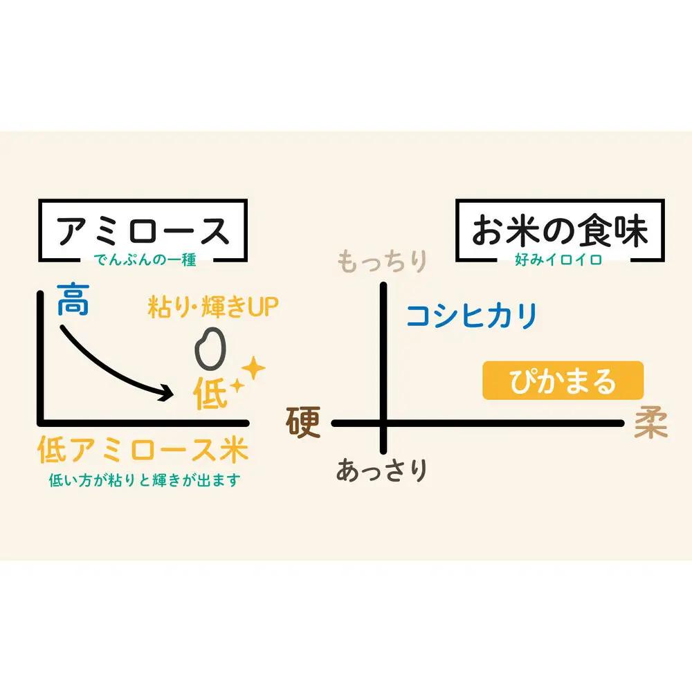 定期便【令和8年新米予約】精米5kg×6回 南魚沼産ぴかまる 金賞受賞（米・食味分析鑑定コンクール）＜6ヶ月定期便＞農家直送_AG【令和8年11月上旬から1ヶ月以内に順次発送予定】| 新米