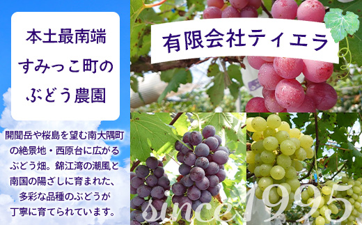 【2027年先行予約・数量限定】ブドウ味くらべ約3kg 4種以上 (6～7房) TE710｜鹿児島県 南大隅町 17品種の中から厳選