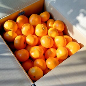 【太陽をたっぷり浴びた】夕やけみかん【極】10kg【F49-27】【1508879】