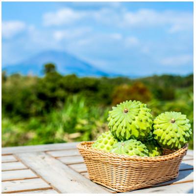 ふるさと納税 垂水市 【家庭用】垂水産温泉アテモヤ 1kg 森のアイスクリーム 訳あり 【財宝】(垂水市) |  | 03