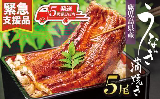 
            うなぎ 5営業日以内発送 鹿児島県産 長蒲焼 120g × 5尾 合計 600g  国産 うなぎ 鰻 ウナギ 蒲焼き 蒲焼 かばやき 魚 魚介 魚貝 海鮮 うな重 ひつまぶし 蒲焼 訳あり ギフト 人気 うなぎ おすすめ 鹿児島県 大崎町 大隅半島
          