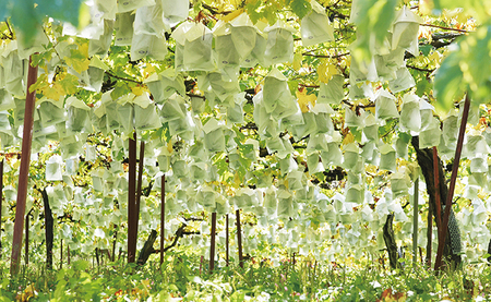 訳あり シャインマスカット  1.2kg以上 農家直送 【9月中旬～11月上旬発送】ぶどう ブドウ 葡萄 果物 フルーツ 家庭用 ご家庭用 秋 山形県 朝日町産 山形産 