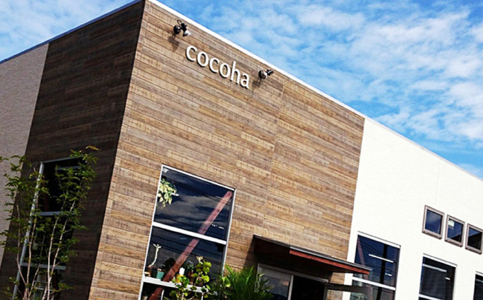 マイナスイオン発生植物！シルバーリーフ 『サンスベリア・ムーンシャイン』 ボーダーボールポット付 糸島市 / cocoha 観葉植物 グリーン 緑 インテリア [AWB045]