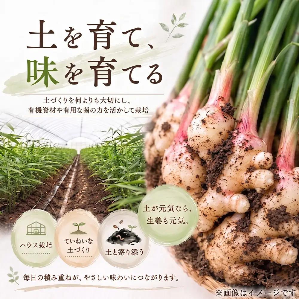 新生姜 1kg 水洗いのみ【R01771】