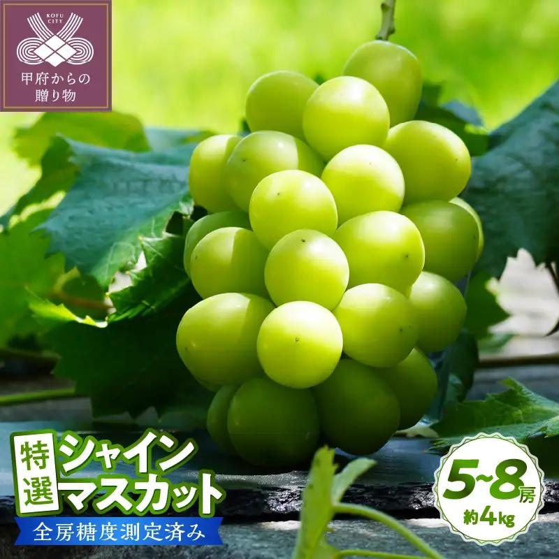 〈2026年度配送分〉【全房糖度測定済み】 山梨県産 特選シャインマスカット 5～8房（約4kg) シャインマスカット 先行予約 2026年 山梨県 ブドウ 種なし リピーター多数 数量限定 草生栽培 5～8房 約4.0kg 糖度測定 2026年8月上旬より順次配送予定
