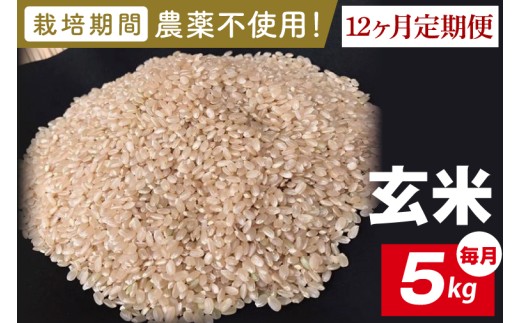 【2026年9月中旬発送開始】【12ヶ月定期便】★栽培期間農薬不使用★茨城県産 R８年産 こしひかり玄米 5kg｜茨城県 行方市 ふるさと納税 お米 米 定期便 こしひかり 玄米 無農薬（BI-104）