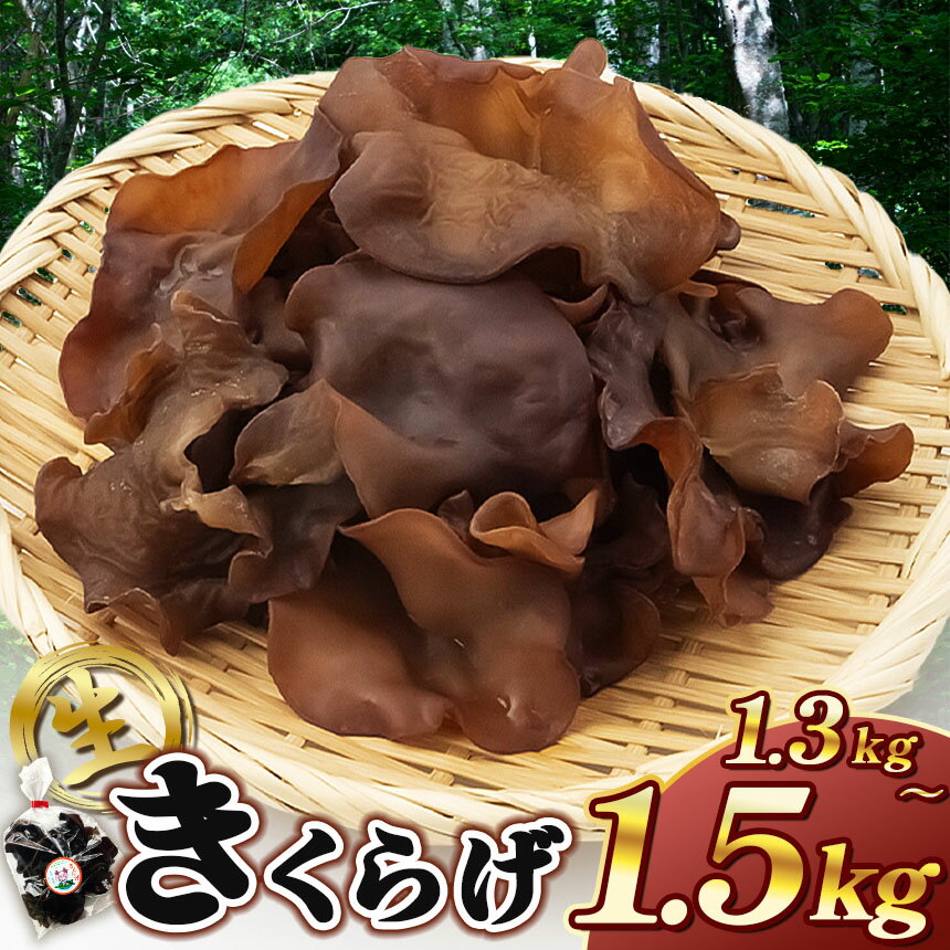 【ふるさと納税】キクラゲ　約1300～1500g| 野菜 やさい きのこ キノコ 木耳 きくらげ キクラゲ 肉厚 ス―パーフード 食感がたまらない 千葉 君津 きみつ