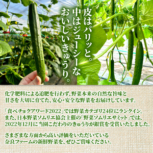 【2026年度発送 先行予約】 ＜産直＞きゅうり50本 野菜 野菜 野菜 野菜 きゅうり きゅうり きゅうり