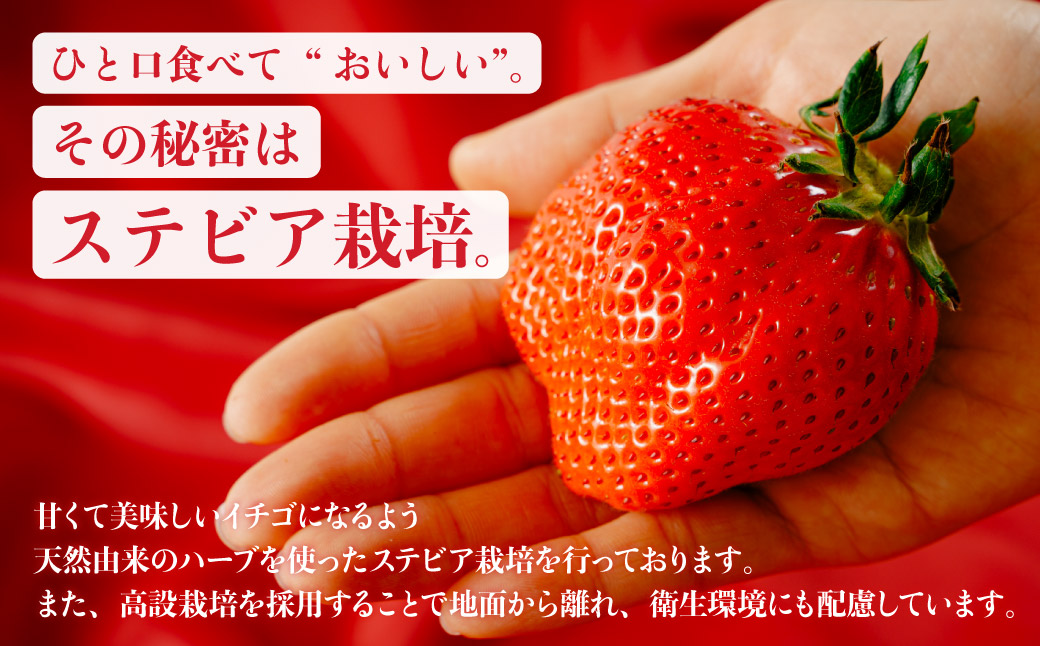 いちご やよいひめ 約800g 群馬県いちご品評会最高金賞 2027年 先行予約｜朝採れ やみつき高品質 たっぷり 贈答用 新鮮 完熟 いちご 旬 苺 ストロベリー 高級 大粒 産地直送 果汁 甘い 