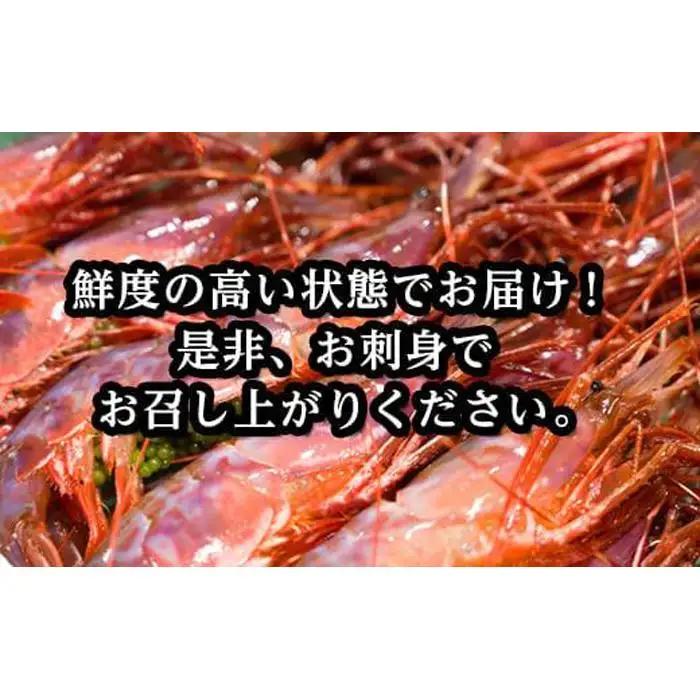 羅臼産 幻のぶどうえび（大・250g /4～6尾） 知床 ブドウエビ 北海道