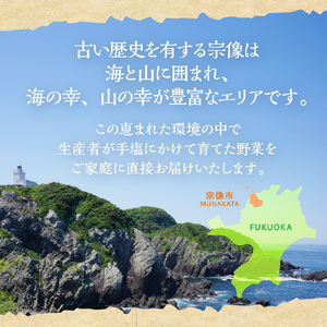 【毎月お届け】むなかた旬のお任せセット 野菜7～9品 _HB0173 | 野菜セット 定期便