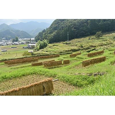 ふるさと納税 養父市 養父市大屋の棚田産天日干しコシヒカリ「温石米」7kg(2024年収穫米) |  | 02