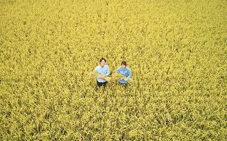特別栽培米 雪若丸 計10kg (5kg×2袋) 『平農園』 山形南陽産 米 白米 精米 ご飯 農家直送 山形県 南陽市 [2039a]