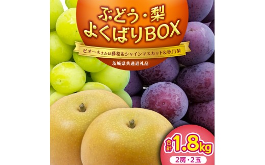 ≪ 種なし ≫ シャインマスカット ・ おまかせ黒ぶどう ・ 秋月 約 1.8kg [よくばりBOX] (茨城県共通返礼品:かすみがうら市) 2026年 マスカット ぶどう 葡萄 ブドウ フルーツ 果
