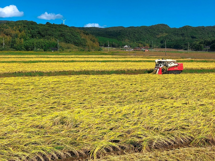 (1615)【定期便】お米 白米 精米 定期 ひとめぼれ 日置ノ庄 5kg 毎月コース6ヶ月連続配送 お米の定期便 長門市 (1615)