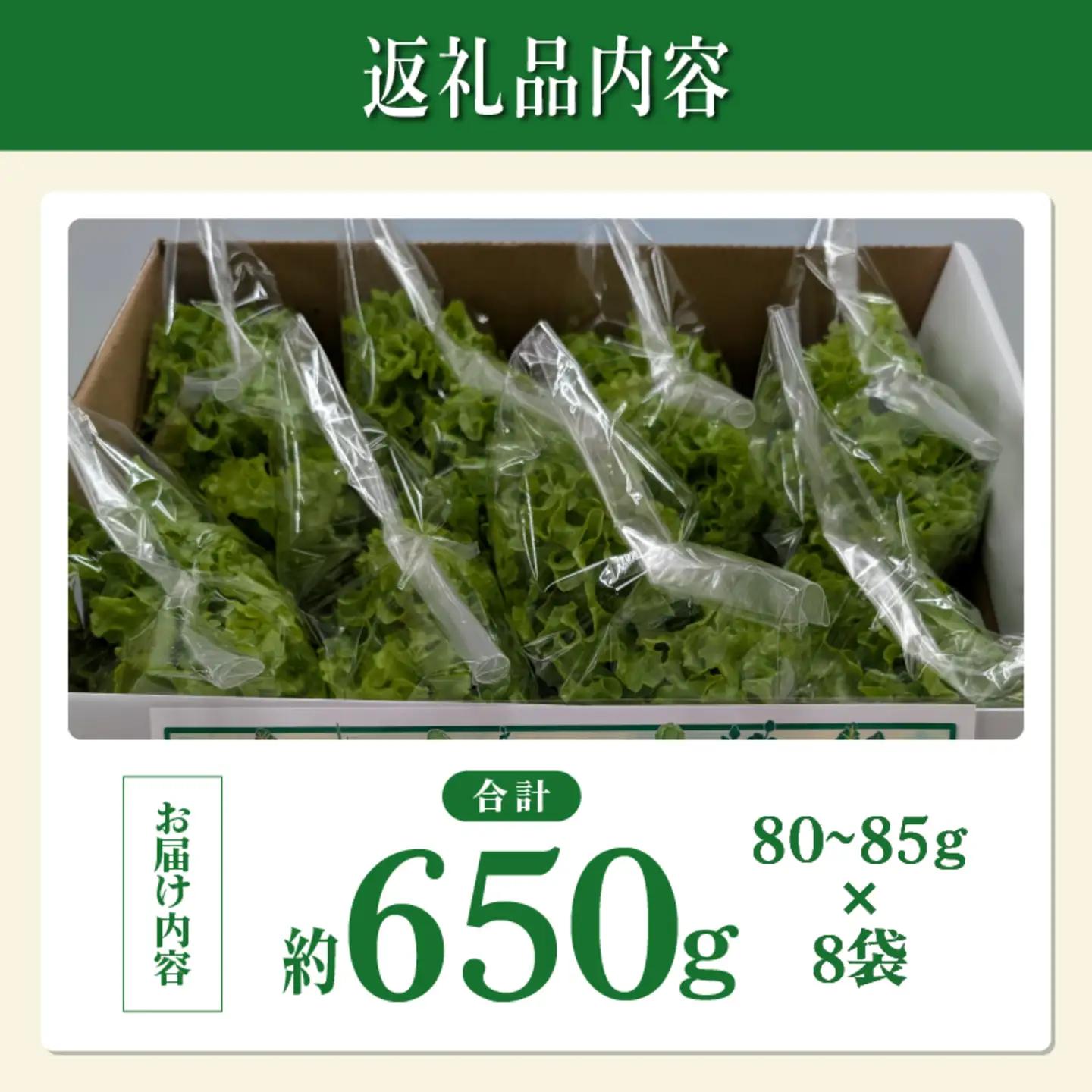 採れたてフレッシュな無農薬リーフレタス 8個入り　野菜 夏