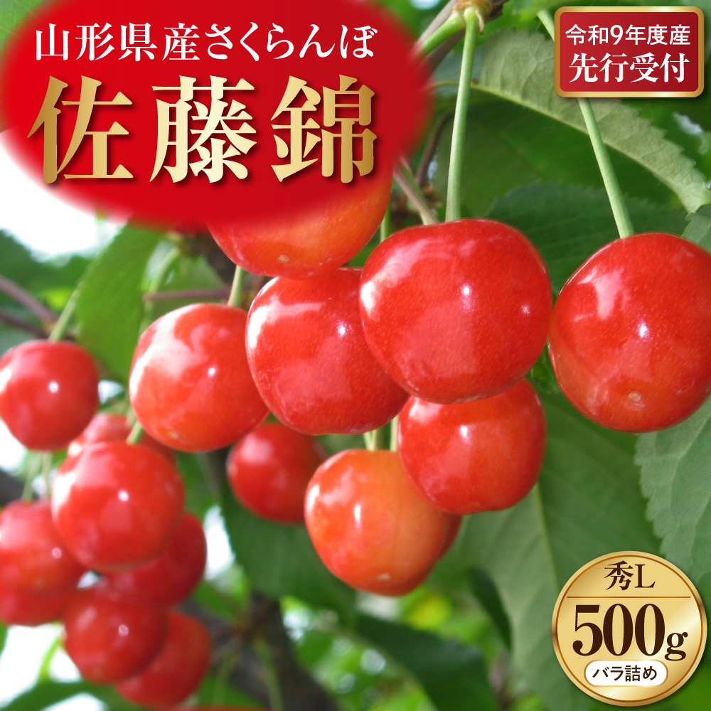 【令和9年産】さくらんぼ「佐藤錦」 秀L (500gバラ詰め×1パック) 山形県河北町産 【晴天畑】 ka073-015 佐藤錦 秀L 500g