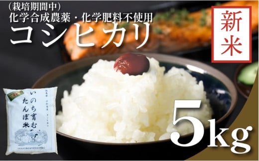 【令和7年産新米先行予約】お米 5kg コシヒカリ 新米 令和7年産 米 こめ ご飯 ごはん おにぎり 卵かけご飯 白米 化学合成農薬不使用 食品 備蓄 備蓄米 保存 防災 ギフト 贈答 プレゼント お取り寄せ グルメ 送料無料 徳島県