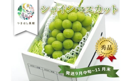 上山市産シャインマスカット　１房　0140-2504