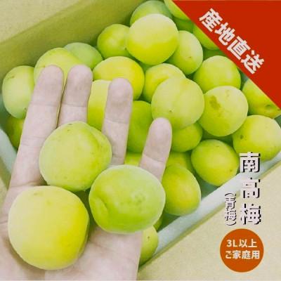 ふるさと納税 紀の川市 (訳あり)南高梅 3L以上(青梅)約4kg