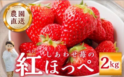【2026年1月以降発送】 自宅用 いちご 紅ほっぺ 2kg (1kg × 2セット) [しあわせ苺] サイズ バラバラ 訳あり 訳アリ 農園直送 フルーツ 果物 苺 イチゴ 子ども 大人 人気 小分け 簡易梱包 家庭用 産地直送 先行予約 岐阜 期間限定 [mt1799_25]