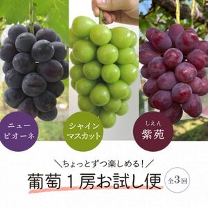 【発送月固定定期便】葡萄1房お試し3回便 ピオーネ・シャインマスカット・紫苑(岡山県産)全3回【配送不可地域：離島】【4061983】