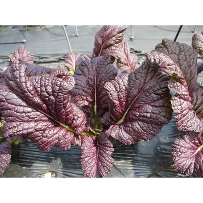 ふるさと納税 熊野市 熊野特産　たかな漬 「めはり用」 含む 3種各2袋セット 【化粧箱入り】 |  | 03