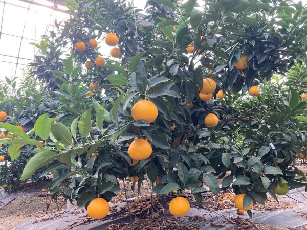 【2026年3月発送予定】愛果48号 2kg L～2Lサイズ 農園直送 みかん 愛媛 人気 数量限定 先行予約 柑橘 伊予市｜B169