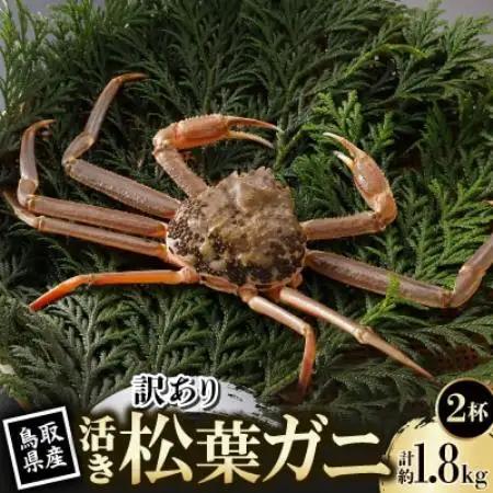 【先行予約】鳥取県産 訳あり 活 松葉がに 900g×2杯(中村商店)2026年11月発送【配送不可地域：離島・北海道・沖縄県・東北・信越、北陸】【1653948】