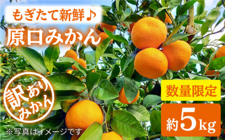 みかん 西海市 【 訳あり 】 原口みかん 約5kg 西海市 贈答 ギフト 家庭用 みかん＜中尾果樹園＞ [CEL007]
