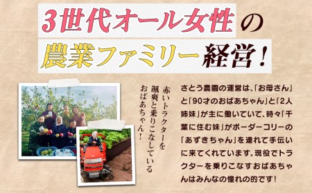 りんご さとう農園の葉とらずリンゴ サンふじ 5kg 葉とらず 家庭用 フルーツ 果物 おやつ 冬 旬 旬のフルーツ 旬の果物 お取り寄せ 蜜入り 産地直送 岩手 盛岡市 予約 2024 2024年 