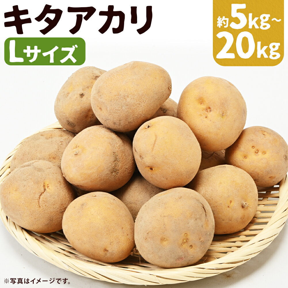 【ふるさと納税】じゃがいも キタアカリ 約5kg / 約10kg / 約20kg 選べる内容量 Lサイズ ジャガイモ じゃが芋 芋 野菜 京極町産 北海道産 国産 送料無料 【2026年9月下旬～12月下旬迄発送予定】