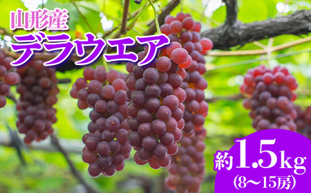 やまがたのぶどう デラウェア 7月・8月 秀品 約1.5kg(8～15房程度) 【令和7年産先行予約】FS23-820 くだもの 果物 フルーツ 山形 山形県 山形市 2025年産