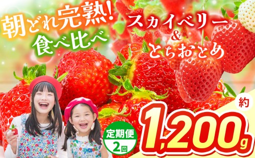【先行予約】【定期２回】スカイベリー＆とちおとめ 食べ比べ 300g×2×2箱 | 果物 くだもの フルーツ 野菜 やさい ヤサイ 苺 イチゴ いちご とちおとめ スカイベリー 食べ比べ 新鮮 甘い 数量 限定 美味しい 果物 フルーツ デザート 栃木県 那珂川町 送料無料