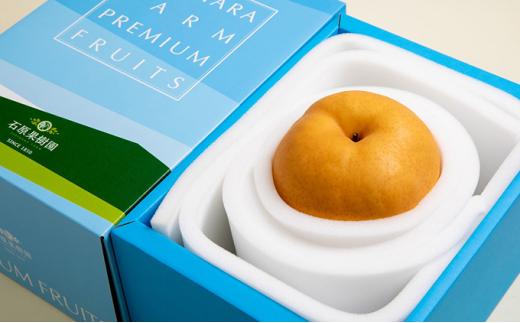 梨 2024年 先行予約 備前横綱梨（あたご梨） 超大玉1玉 1.3kg～1.4kg 贈答箱 ナシ なし 岡山県産 国産 フルーツ 果物 ギフト 石原果樹園 [No.5220-0836]