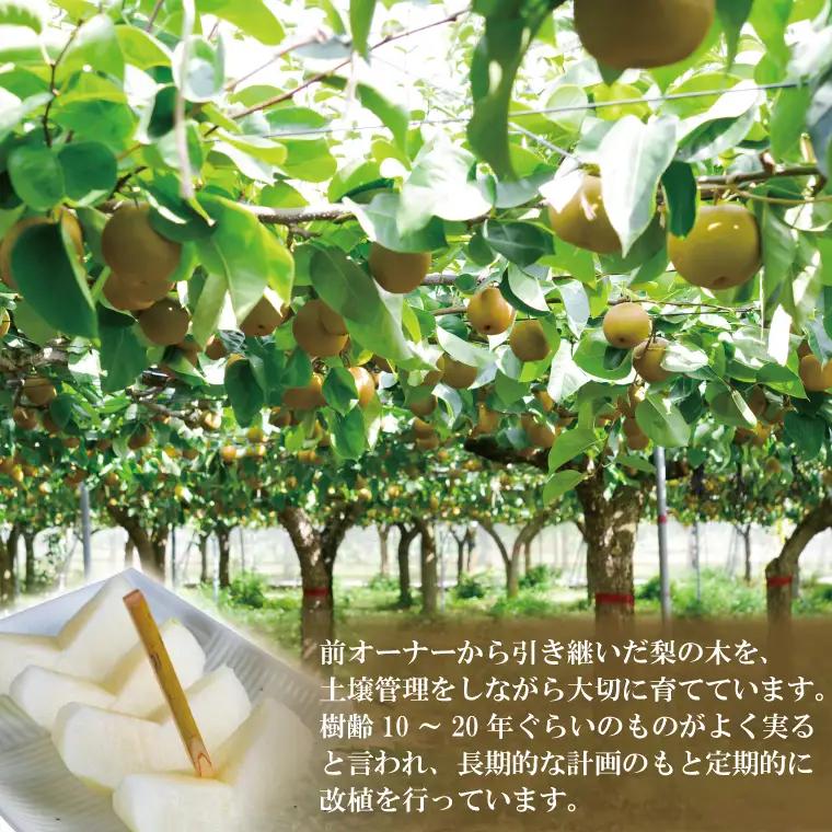 【先行予約】【数量限定】あい farm の梨 あきづき3kg (4～8玉)  (DQ012)