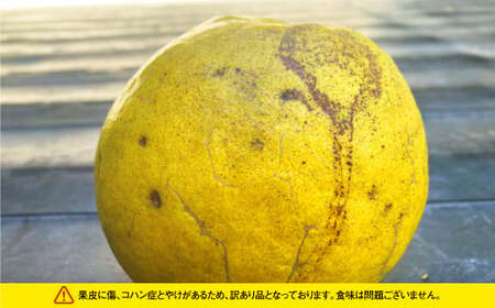 ＜ R8年熊本地震復興支援 ＞【先行受付】【数量限定】【訳あり】パール柑 約5kg 13玉前後 訳あり 訳アリ 柑橘 フルーツ 果物 果実 くだもの 九州産 熊本県 上天草市【2027年2月下旬～3月