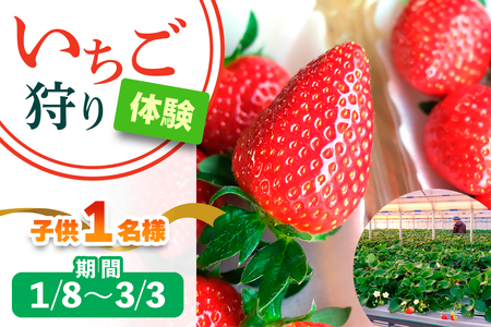 [1月8日から3月3日] いちご狩り体験 子供1名様 奈良のブランド (あすかルビー)｜イチゴ農園 果物 フルーツ 親子 体験チケット いちご狩り農園 奈良県 [3052]