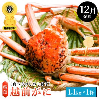 ふるさと納税 越前町 ≪浜茹で≫ 越前がに 特大サイズ(生で1.1kg以上) × 1杯【1月発送分】