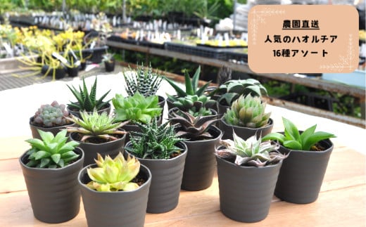 960.人気のハオルチア16種詰め合わせ（A960-2）